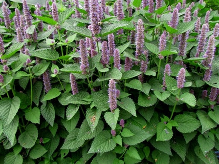 Dried Anise Hyssop Leaves
