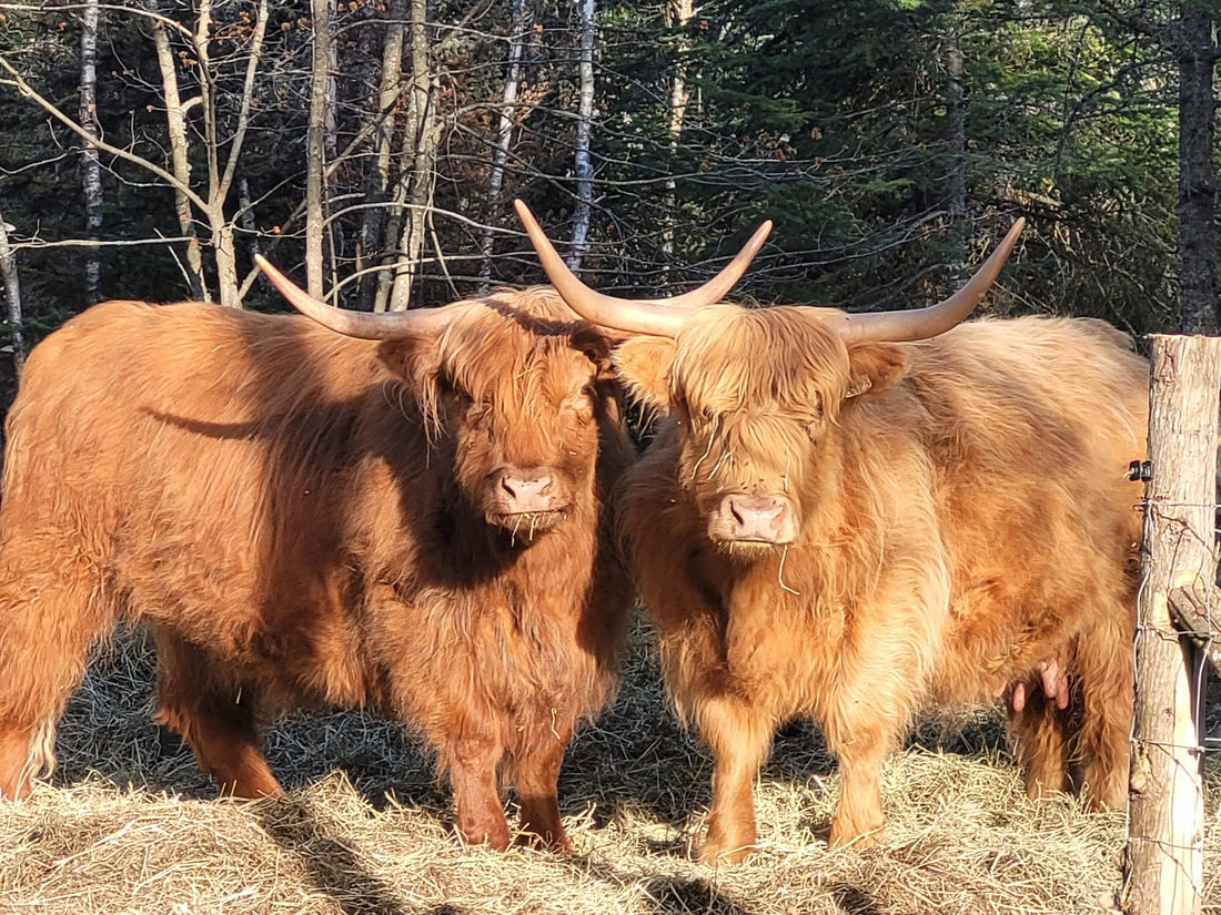 The Advantages To Having Highland Cows