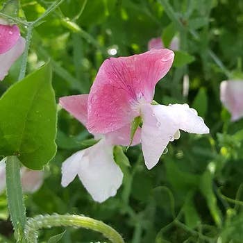 Flowers Sweet Peas, Painted Lady